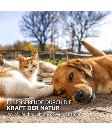 AniForte Psyllium for Dogs Cats & Horses 1kg | High Fiber Natural Supplement for Gut Health & Weight Management - Buy Online on GoSupps.com