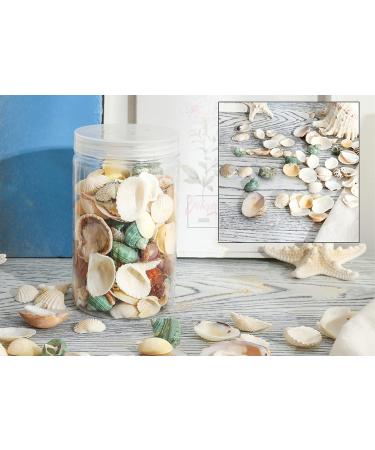 8085pcs Mixed Sea Shells for Beach Theme Party Decorations & DIY Crafts - Buy Online on GoSupps.com