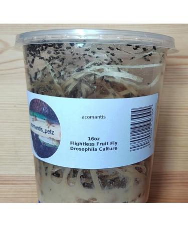acomantis 16oz tub Flightless Fruit Flies (Drosophila Culture) Live Food - Buy Online on GoSupps.com