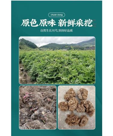  HQZMCTE Premium Natural Tea Healthy Chuanxiong Ligusticum Tea Slices 2.46oz / 70g Sulphur-Free Additive-Free - Buy Online on GoSupps.com