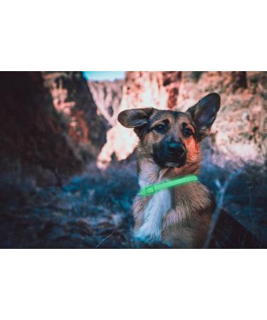 Dewel Shining Tick Collar for Dogs - Adjustable Waterproof Flea & Tick Prevention XL 63.5cm - Lightweight & Effective Vermin Control - Buy Online on GoSupps.com