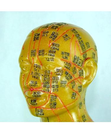 Professional Acupuncture Male Model - Human Body Meridian Model Bodybuilding Type Human Acupoint Model with Meridian Points - 100CM/39.37 Inch - Buy Online on GoSupps.com