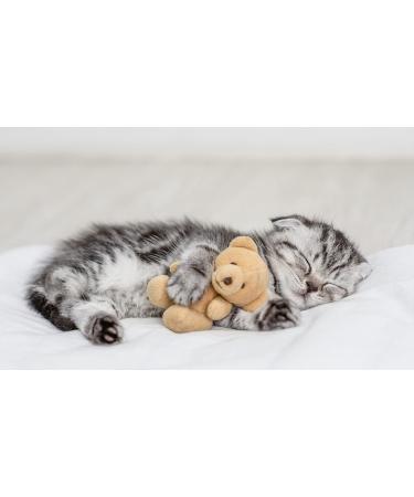 My Heart Take It Easy Globuli - Natural Calm for Cats | Stress Relief Travel & Noise Comfort with Bach Flowers - Buy Online on GoSupps.com