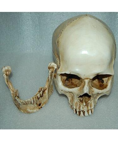 Lifesize 1:1 Human Skull Replica Resin Model - Anatomical Medical Skeleton by MagiDeal - Buy Online on GoSupps.com