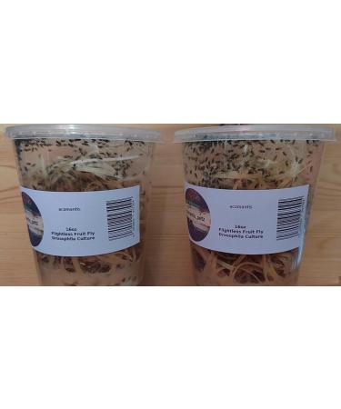 acomantis 2x16oz double-pack Flightless Fruit Flies Live Food (Drosophila Culture) - Buy Online on GoSupps.com