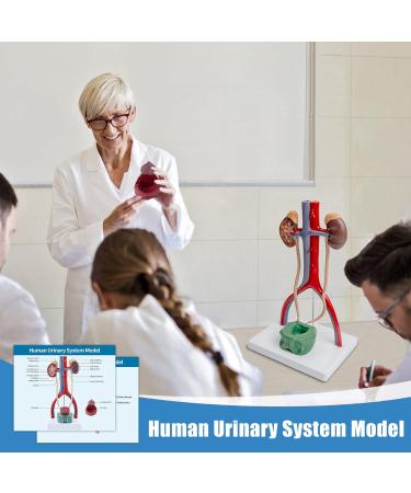 Life-Size Male Urinary System Anatomy Model - Detailed Bladder Kidneys Ureters & Adrenal Glands with Manual | Ideal for Medical Education & Study - Buy Online on GoSupps.com