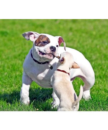 Poof Pea Pet Activity Tracker - Black | Track and Monitor Your Pet's Health and Fitness - Buy Online on GoSupps.com