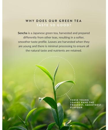 Tega Organic Sencha Green Tea With Japanese Matcha | Green Tea in Eco-Friendly Tea Bags Fairtrade Carbon Neutral Zero Sugar Medium Caffeine 20 Individually Wrapped Tea Bags (Pack of 3) Sencha Green Tea With Japanese Matcha 20 Count (Pack of 3) - Buy Online on GoSupps.com