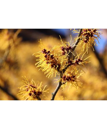 Alcohol-Free Witch Hazel 100ml - Natural Toner for Soothing Skin - Buy Online on GoSupps.com