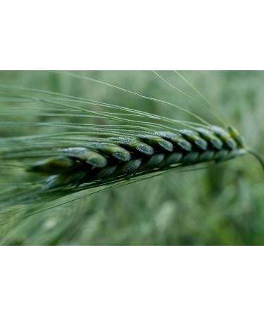  Prometeo Prometeo Integral "Farret" headlight fusilli - 30 g - Buy Online on GoSupps.com