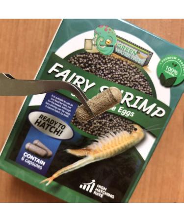 GreenWaterFarm Fairy Shrimp Sirindhornae Eggs Live Fish Food for Hatching and Culture Suitable for Feed Betta Fish - Buy Online on GoSupps.com