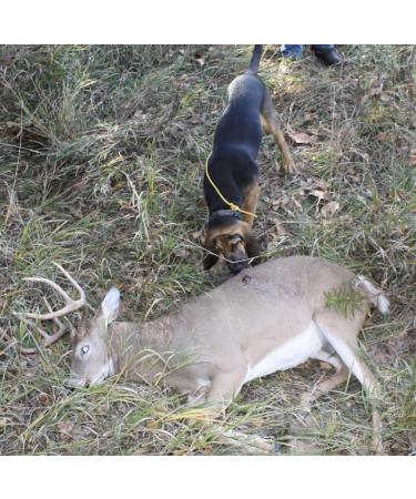 DogBone RealHide Deer Hide Drag for Tracking Dog Training - Buy Online on GoSupps.com