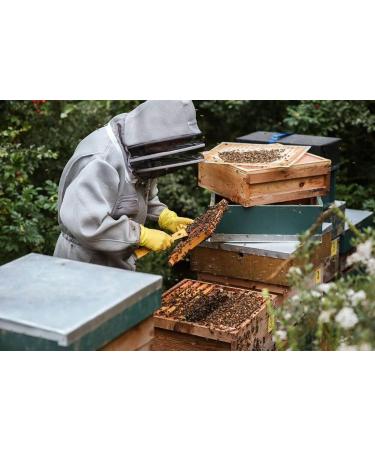 Raw Buckwheat Honey - 300g- 100% Natural Harvested in the Breton regions a pure and unique honey. - Buy Online on GoSupps.com