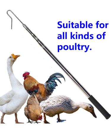 GLOBOTECH Extendable Chicken Catcher Leg Hook - Stainless Poultry Hook Fowl Catcher 25" Extend to 59" Perfect Tool for Safe and Easy Handling of Fowl Duck Catcher Instead of Bird Catching Net - Buy Online on GoSupps.com
