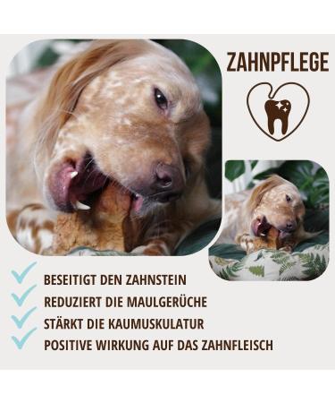 Petlove Chewing Root for Dogs - Natural Hypoallergenic Chewing Tool | XS Size (50-124g) for Puppies - No Additives No Calories No Chemicals - Buy Online on GoSupps.com