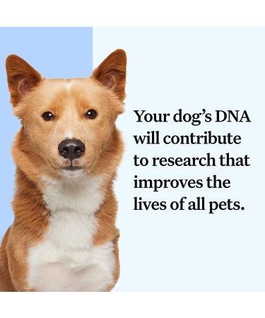 Wisdom Panel Essential Dog DNA Test Kit: Accurate Breed ID, Ancestry & Health | 25+ Conditions | Traits | Relatives - 1 Pack - Buy Online on GoSupps.com