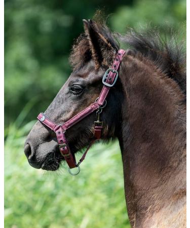 ARBO-INOX Foal Halter - Softly Padded 2-Way Adjustable Decorative Cord | Full Foal Bordeaux - International Shipping Available - Buy Online on GoSupps.com