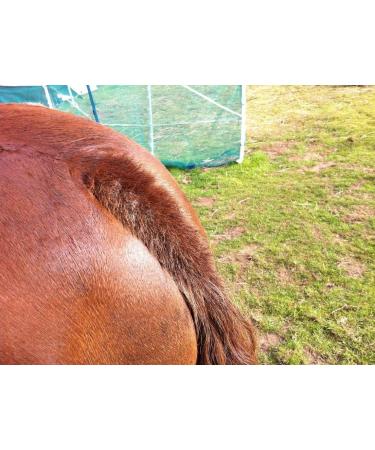 Pro-Equine Neem Oil for horses dogs poultry and pets lice flea tick mange wound care red mite itchy skin hair re-growth dry skin 250ml - Buy Online on GoSupps.com