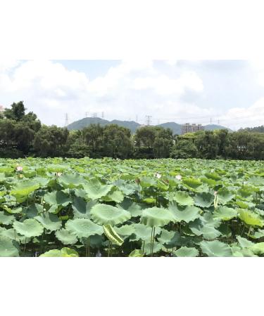 Infinitely Great Home Decor Center 500g dried lotus leaves for cooking Asian rice and food - Buy Online on GoSupps.com