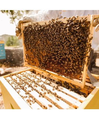 L'abella Mel - Forest honey - Honey harvested in Spain (1 kg) - Buy Online on GoSupps.com