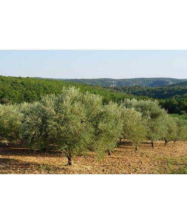 Olive leaf organic olive leaves grawn in Morocco 50g Zytoon leaves wild and natural - Buy Online on GoSupps.com