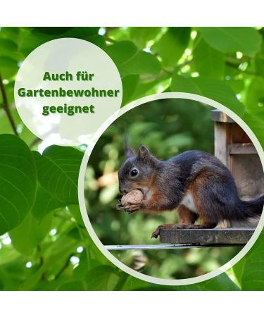 Buy Fruit Shipping24 French Walnuts (Grenoble) 2.5kg - Untreated Aromatic Fresh from Latest Harvest - Thick Sorting 34/+ - Buy Online on GoSupps.com