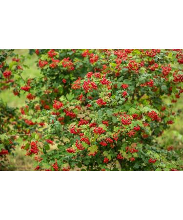 Cramp Bark/ corce De Crampe (Viburnum Opulus) - Health Embassy - 100% Natural (100g) - Buy Online on GoSupps.com