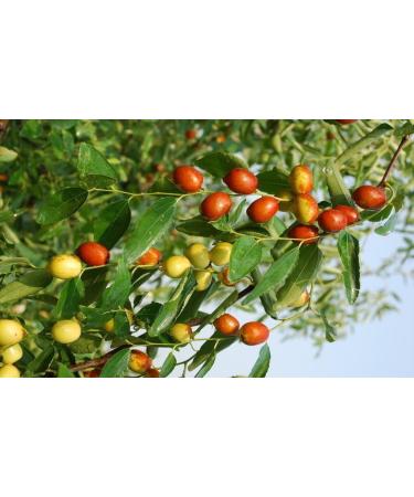Greenhilltea health fruit Xinjiang Red Dates natural Jujube dried fruit 1 LB - Buy Online on GoSupps.com