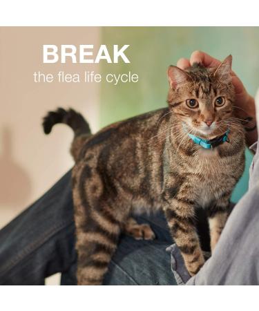 Advantage II Flea Treatment for Small Cats (5-9 lbs) - 2-Pack | Fast-Acting Flea Prevention for Small Cat Breeds - Buy Online on GoSupps.com