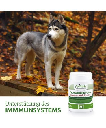 AniForte Dog with Cistus Rose Powder 100g - Natural Cistus Powder Cistus incanus infection blocker with vitamins Cistus strengthens the immune system and promotes metabolism - Buy Online on GoSupps.com