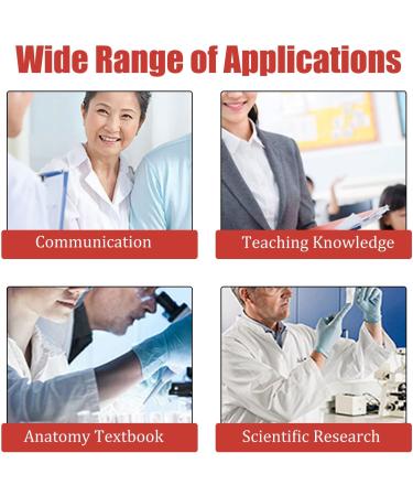 Liver Pathology Model Fatty Cirrhosis Carcinoma Demonstration Model Shows 7 Liver Diseases Detachable 2 Parts for Doctors Office Educational Tool - Buy Online on GoSupps.com