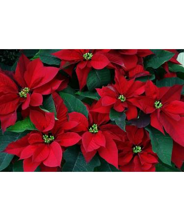 Perlier: "Stella di Natale" Bath Cream with Christmas Star * 16.9 Fluid Ounces (500ml) Bottle * Italian Import  - Buy Online on GoSupps.com