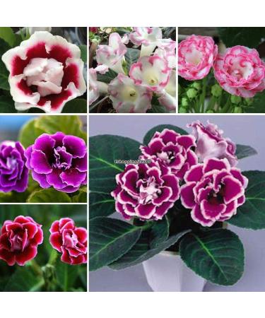 Cool Portal 1GPack Honey Melon Green Dew Melon Seeds Honey Vegetable Seeds Eh7E 01 - Buy Online on GoSupps.com