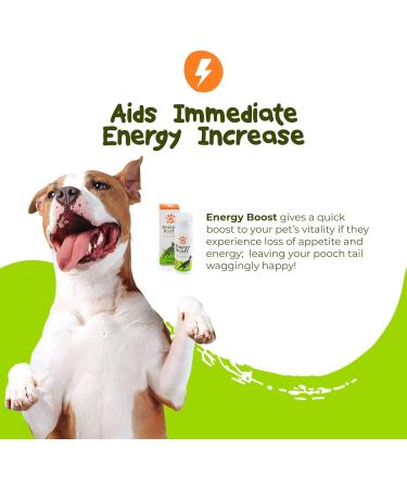 PetExx Energy Boost 100ml - Multivitamin Rehydration Immune Support Electrolyte Pet Supplement with Beta Glucans, Prebiotics, Amino Acids, Vitamins A E D3 & B12 - Green Tea Formula - Buy Online on GoSupps.com