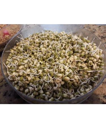 Jacobs Ladder Ent. Mung Bean Seeds for Sprouting Microgreens - 2 oz | Antioxidant-Rich Superfood | USA Family Business - Buy Online on GoSupps.com
