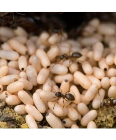 Tala Ante Oil - Ant Egg Oil for Hair Removal | International Shipping Available | Best Anti-Growth Solution - Buy Online on GoSupps.com