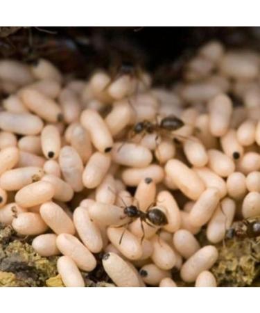 Tala Antey Oil 2 Pack - Kar nca Yumurtas Ya | Egg Oil of Ant for Hair Growth Removal | Effective Antalage Oil | International Shipping Available - Buy Online on GoSupps.com