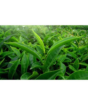  AMA-Feinkost Chun Mee Premium Green Tea 50g - Buy Online on GoSupps.com