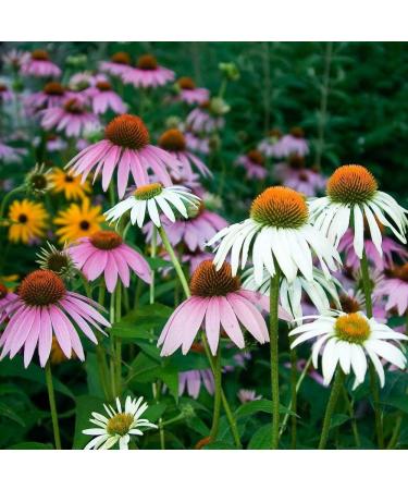 Echinacea Mixed Seeds - High-Quality Echinacea Seeds for International Shipping | Grow Your Own Echinacea - Buy Online on GoSupps.com