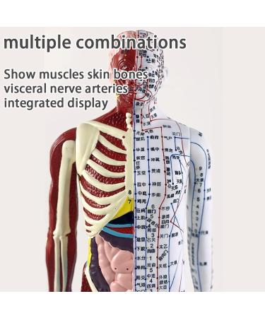 Muscle Anatomical Male Model Semi-musculoskeletal+Nerve Distributed 361 Acupoints+48 External Acupoints (23.6 Inches High) with Acupuncture Point Book+Acupuncture Chart+Base A - Buy Online on GoSupps.com