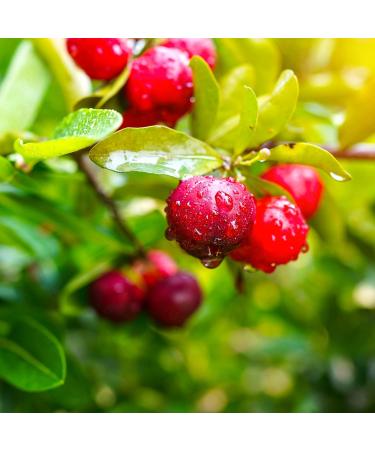 Country Life Acerola Vitamin C Complex 500mg Chewable Berry Flavored Wafers - 180 Wafers | Immune Health Support - Buy Online on GoSupps.com