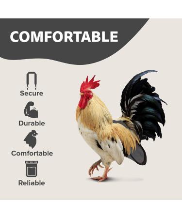 Hen Holster Wrap-Around Chicken Diaper with Removable Liner Extra Large Gray XL Gray - Buy Online on GoSupps.com