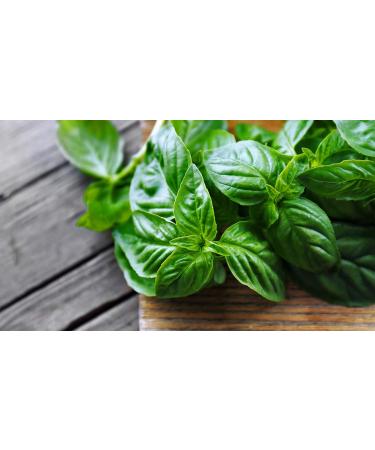 Sun-Dried Basil Leaves 100% Natural - Resealable Biodegradable Fresh Bag (50G) - Buy Online on GoSupps.com