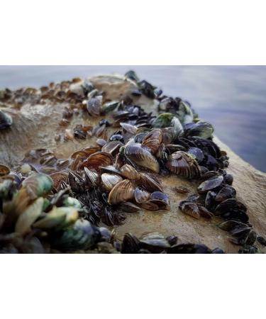 Tandem Baits Limpit Leadcore 45 LB 10m - Braided Fishing Cord for Carp Rods | Camouflage Fishing Accessories for Pros & Hobby Anglers - Buy Online on GoSupps.com