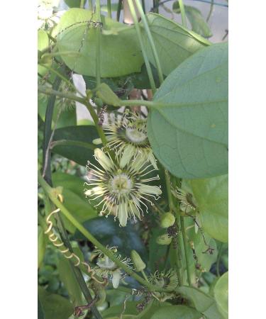 PLAT Firm Semi di GERMINAZIONE: Rare Masse bl hen Passionsblume Reben Passionsblume auriculata IMPIANTO 2" Topf - Buy Online on GoSupps.com
