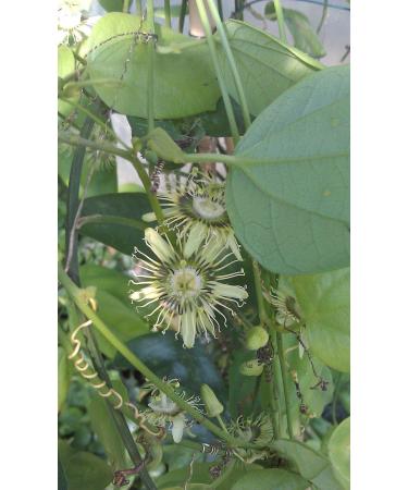 PLAT Firm Semi di GERMINAZIONE: Rare Masse bl hen Passionsblume Reben Passionsblume auriculata IMPIANTO 2" Topf
