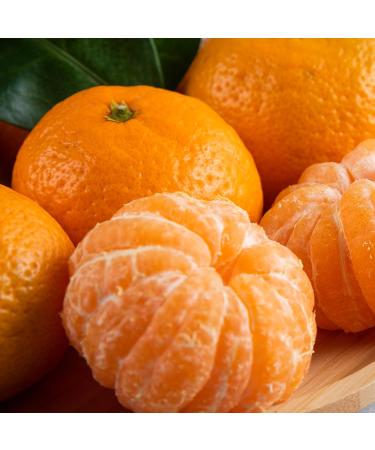 Mathieu Teisseire Mandarin Syrup for refreshing drinks cocktails and desserts 70cl bottle - Buy Online on GoSupps.com