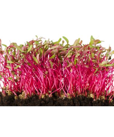 Country Creek Acres Beet Sprouting Seeds 2 lbs - Non GMO, High Germination for Microgreens, Juicing, Gardening - Hydroponics & Salad Sprouts - Buy Online on GoSupps.com