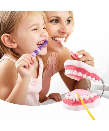 AWJ Dental Care Model - 28 Teeth Toothbrush Demo Model for Kids | Standard Size Tooth Care Teaching Aid - Buy Online on GoSupps.com
