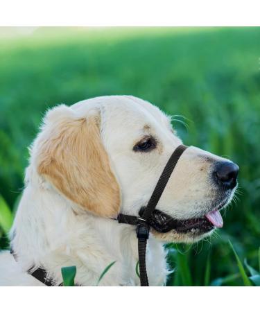 Adjustable Dog Halter with Padded Comfort & 120cm Nylon Rope for Training - Small to Large Dogs (Black) - Buy Online on GoSupps.com